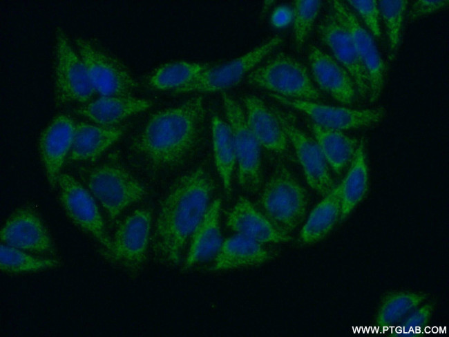 SERINC1 Antibody in Immunocytochemistry (ICC/IF)