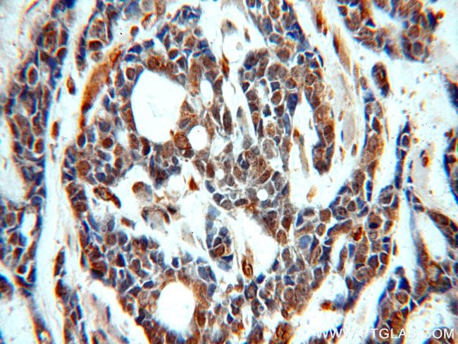 SERINC1 Antibody in Immunohistochemistry (Paraffin) (IHC (P))