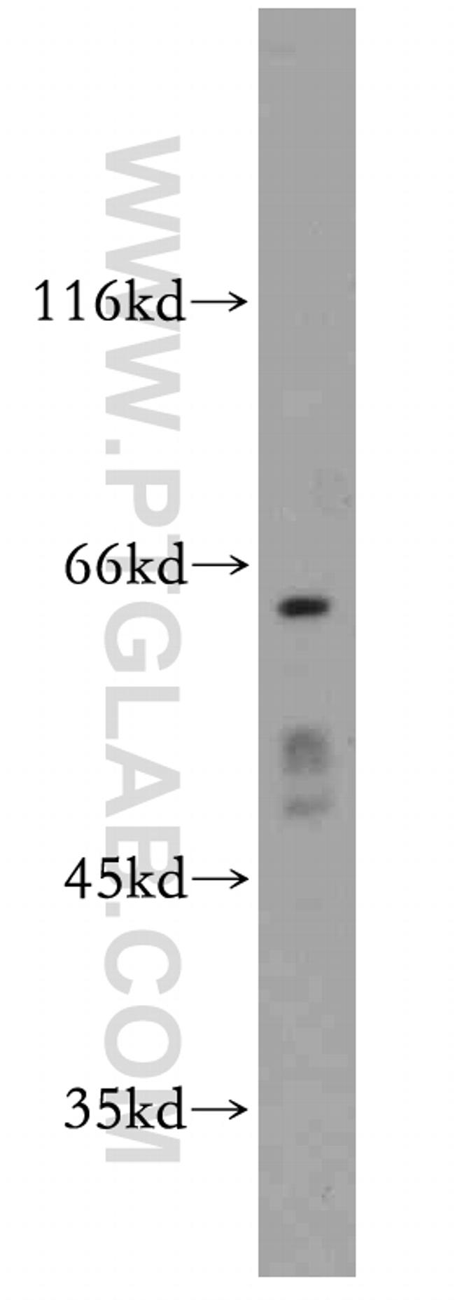 SERINC1 Antibody in Western Blot (WB)