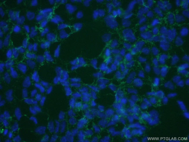 SLC13A4 Antibody in Immunocytochemistry (ICC/IF)