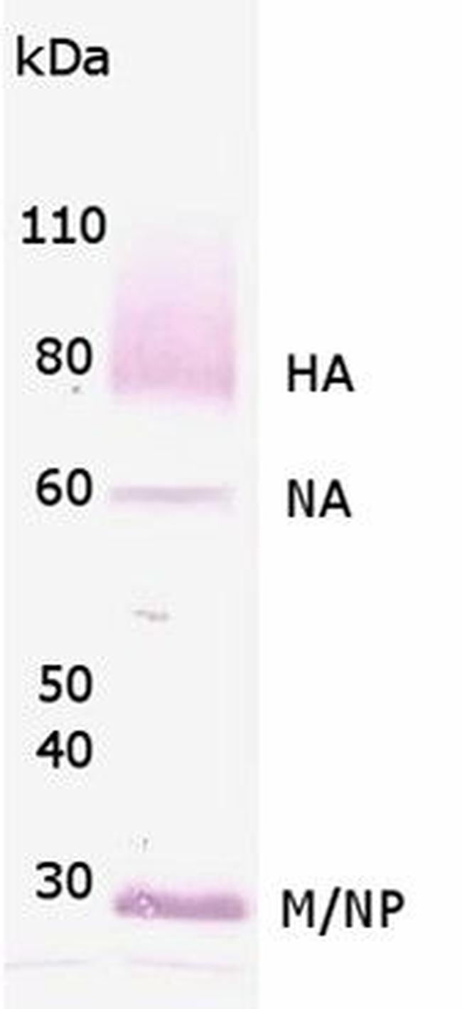 Influenza A Virus H1N1 Antibody in Western Blot (WB)