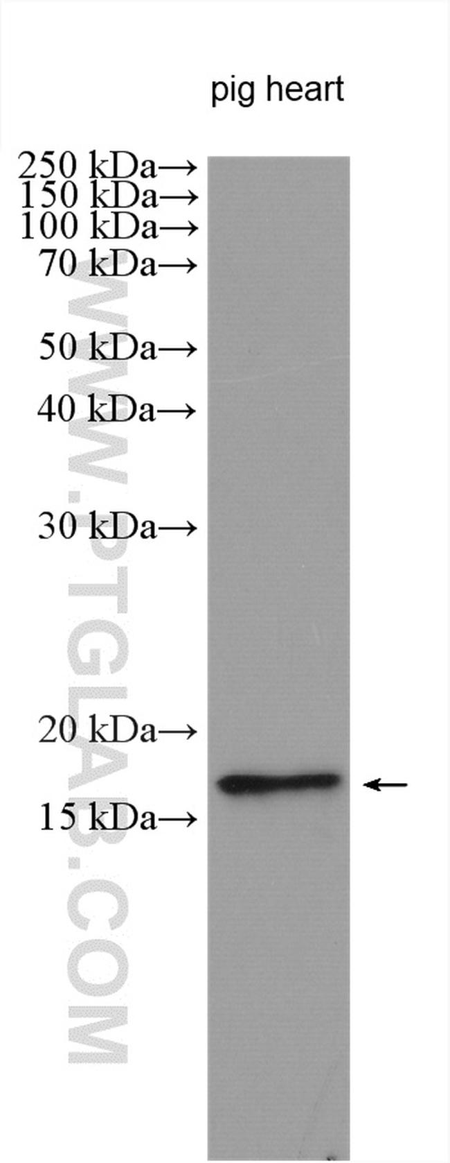 LEPROT Antibody in Western Blot (WB)