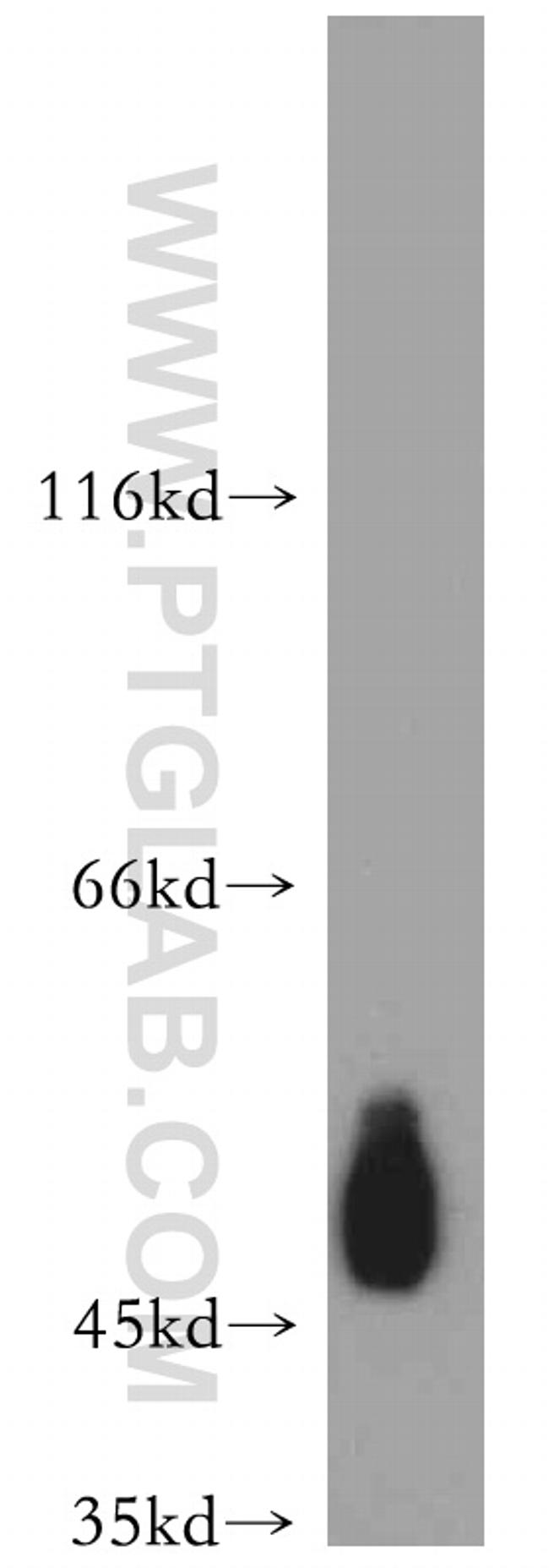 CD47 Antibody in Western Blot (WB)