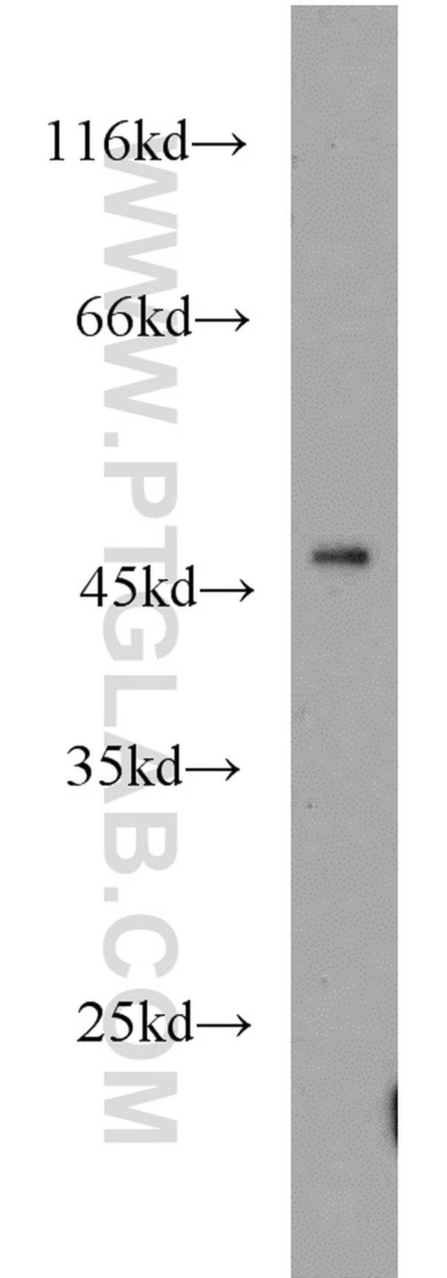 LTBR Antibody in Western Blot (WB)