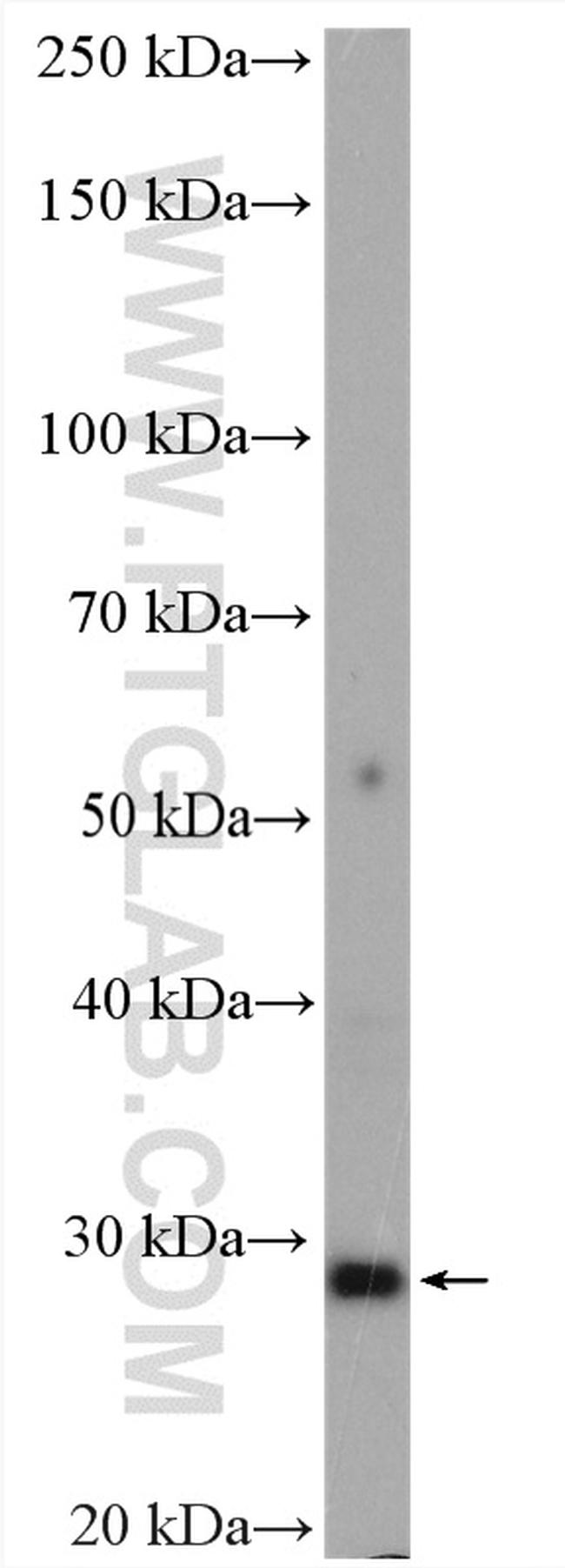 AQP1 Antibody in Western Blot (WB)