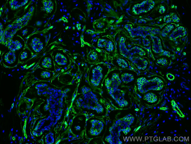 AQP1 Antibody in Immunohistochemistry (PFA fixed) (IHC (PFA))