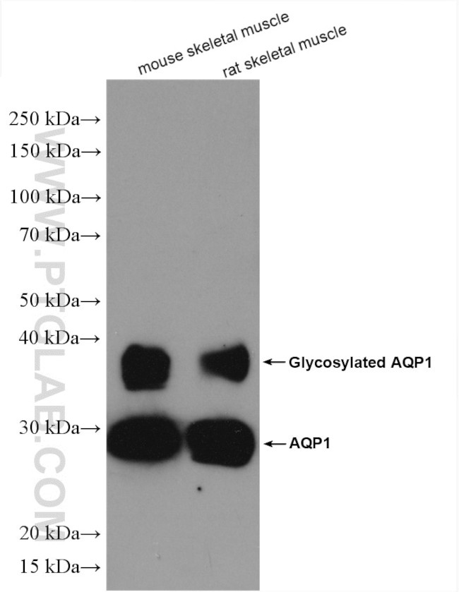 AQP1 Antibody in Western Blot (WB)