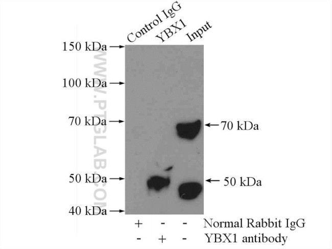 YBX1 Antibody in Immunoprecipitation (IP)