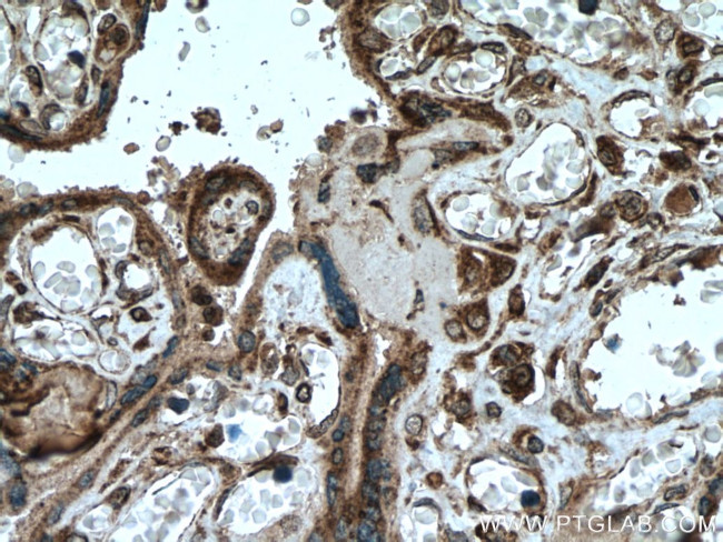 FGD3 Antibody in Immunohistochemistry (Paraffin) (IHC (P))