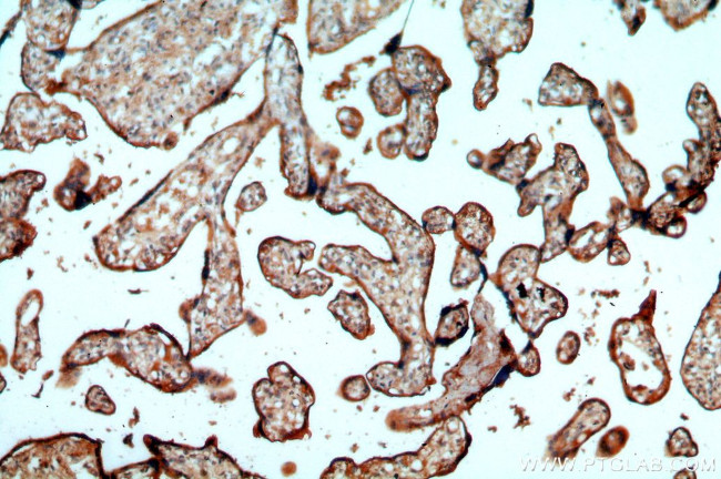 FGD3 Antibody in Immunohistochemistry (Paraffin) (IHC (P))