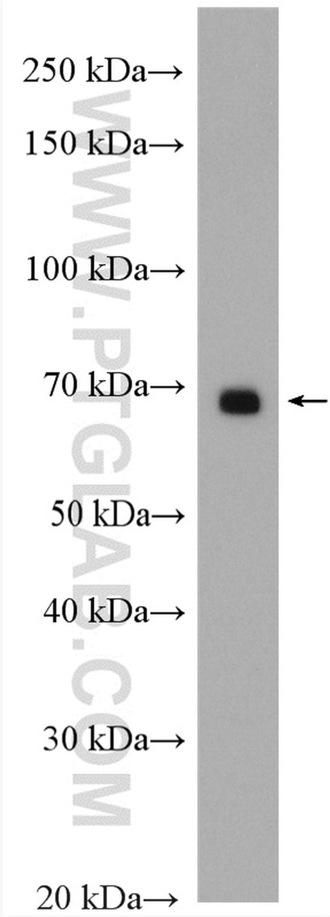 FGD3 Antibody in Western Blot (WB)