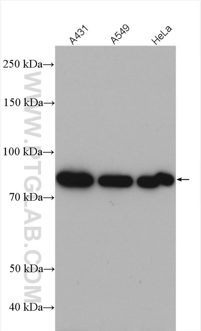 FGD3 Antibody in Western Blot (WB)