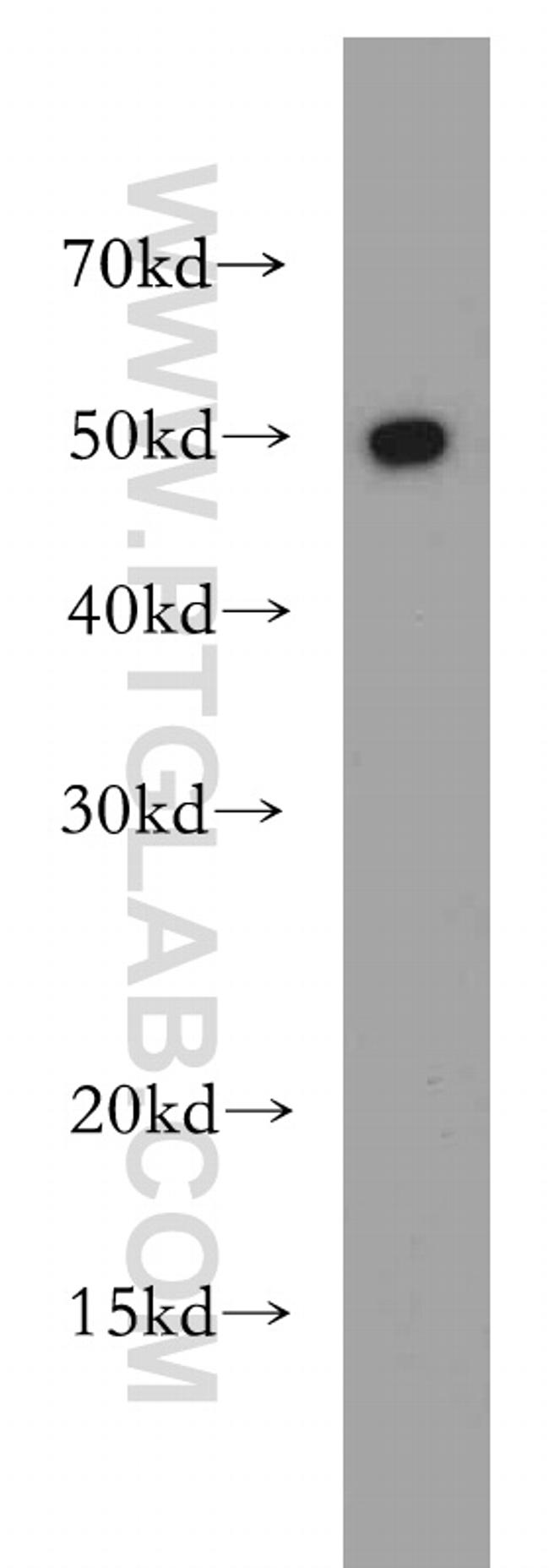 RBAP48 Antibody in Western Blot (WB)