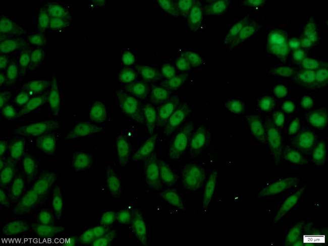 RBAP48 Antibody in Immunocytochemistry (ICC/IF)