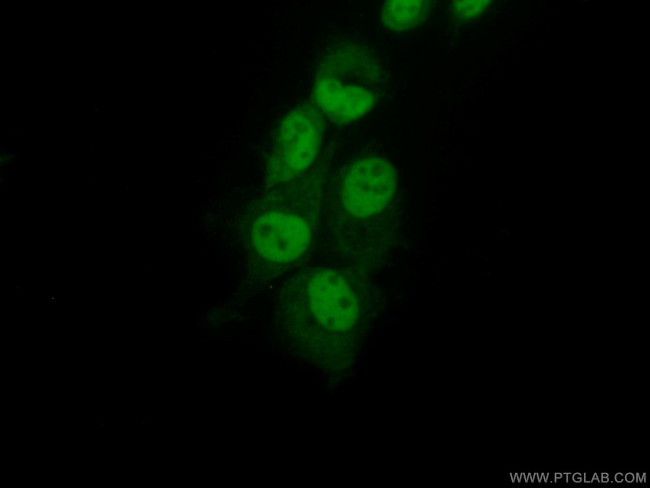 RbAp46 Antibody in Immunocytochemistry (ICC/IF)