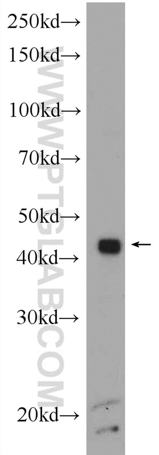 SFRS2 Antibody in Western Blot (WB)