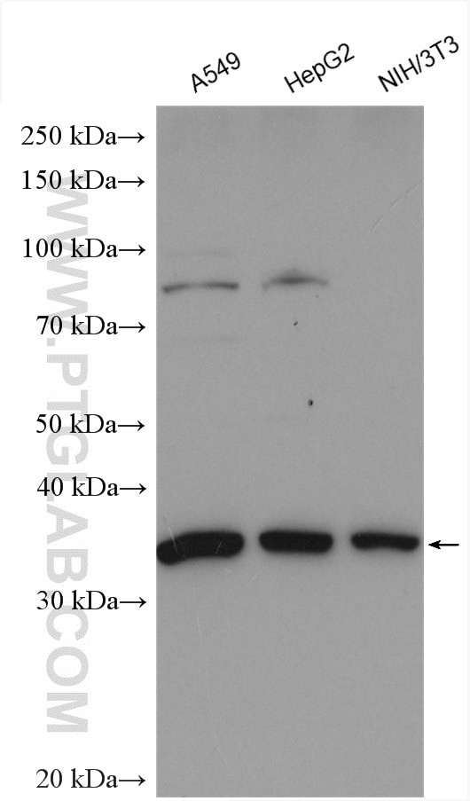 SFRS2 Antibody in Western Blot (WB)