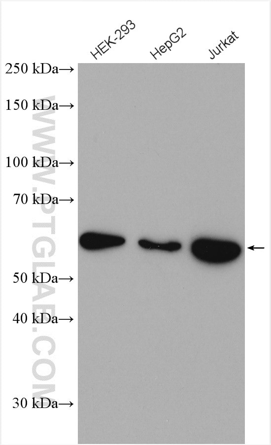 GLUT3 Antibody in Western Blot (WB)