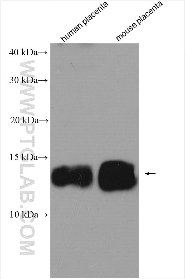 SNRPE Antibody in Western Blot (WB)