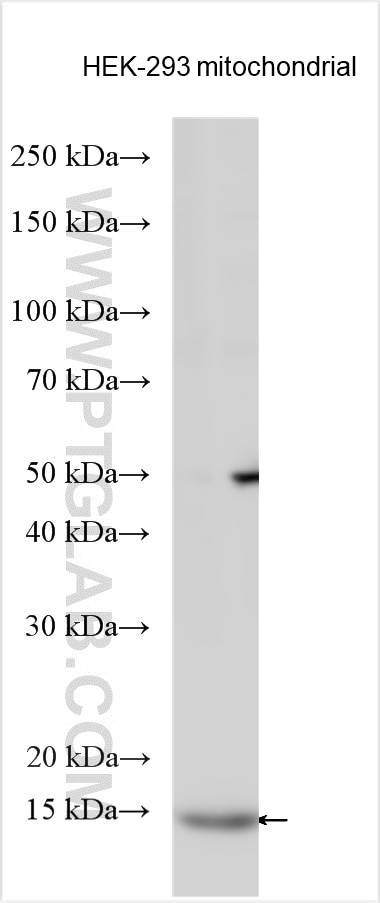 ACN9 Antibody in Western Blot (WB)