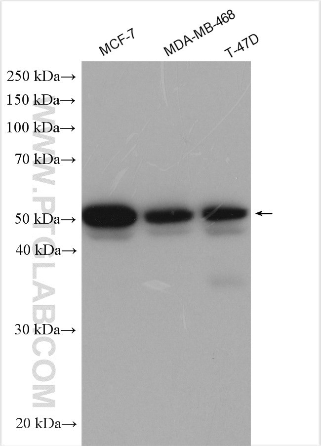 FOXA1 Antibody in Western Blot (WB)