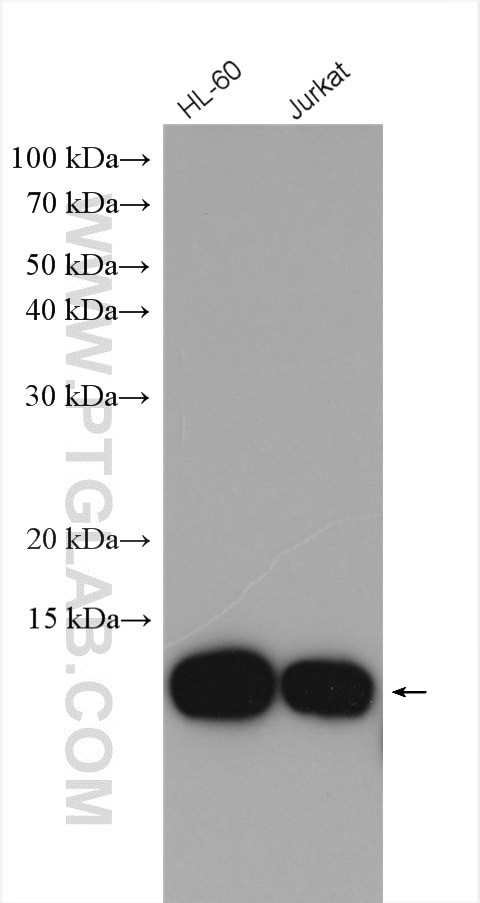 MIF Antibody in Western Blot (WB)