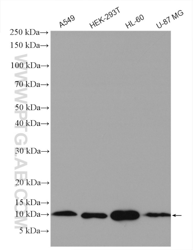 MIF Antibody in Western Blot (WB)