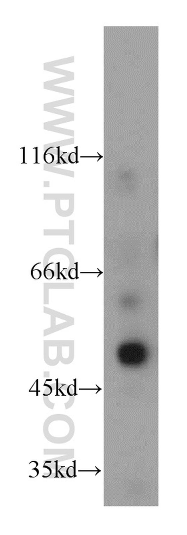 CXCR7 Antibody in Western Blot (WB)