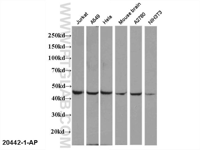 EDG2 Antibody in Western Blot (WB)