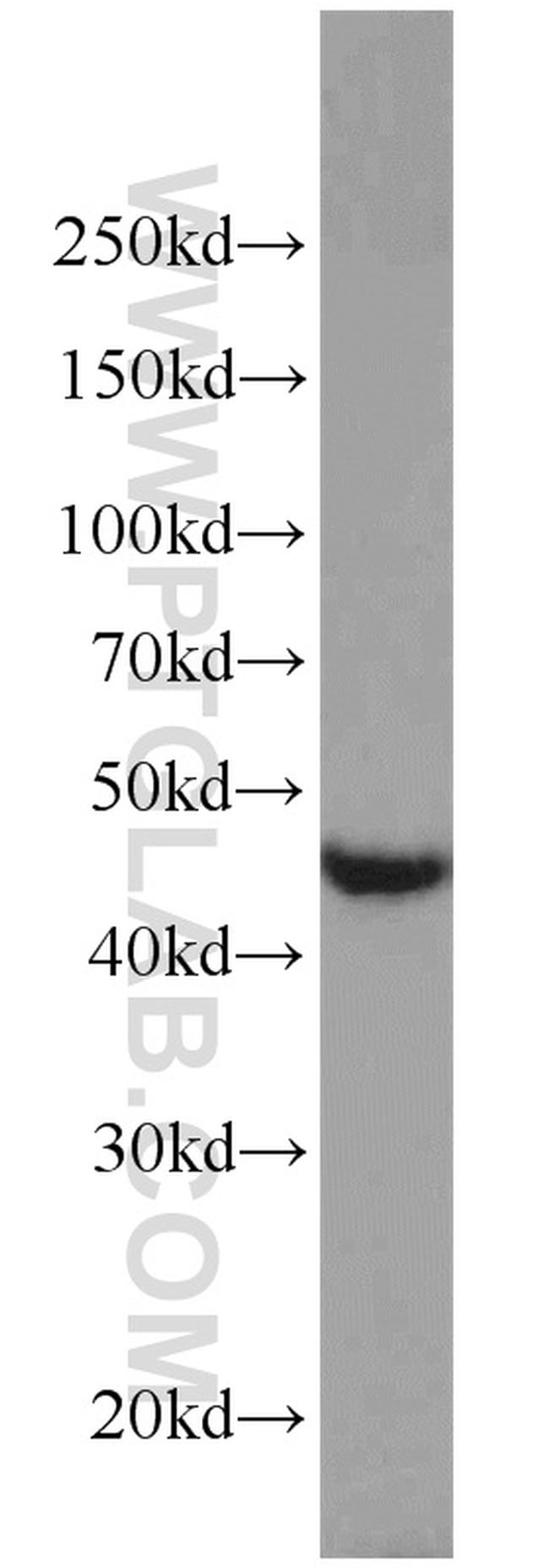 EDG2 Antibody in Western Blot (WB)