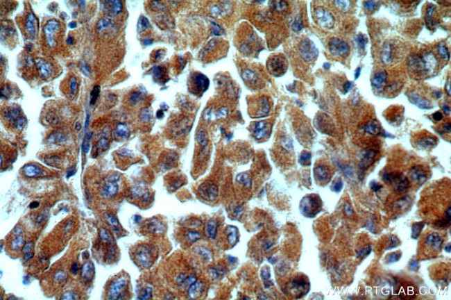 C9orf156 Antibody in Immunohistochemistry (Paraffin) (IHC (P))