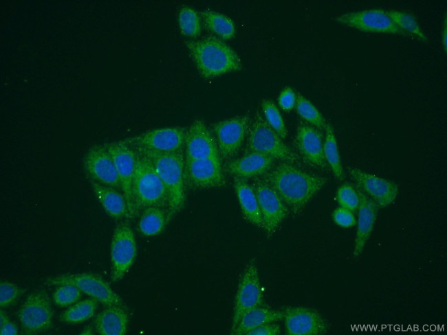 RAE1 Antibody in Immunocytochemistry (ICC/IF)