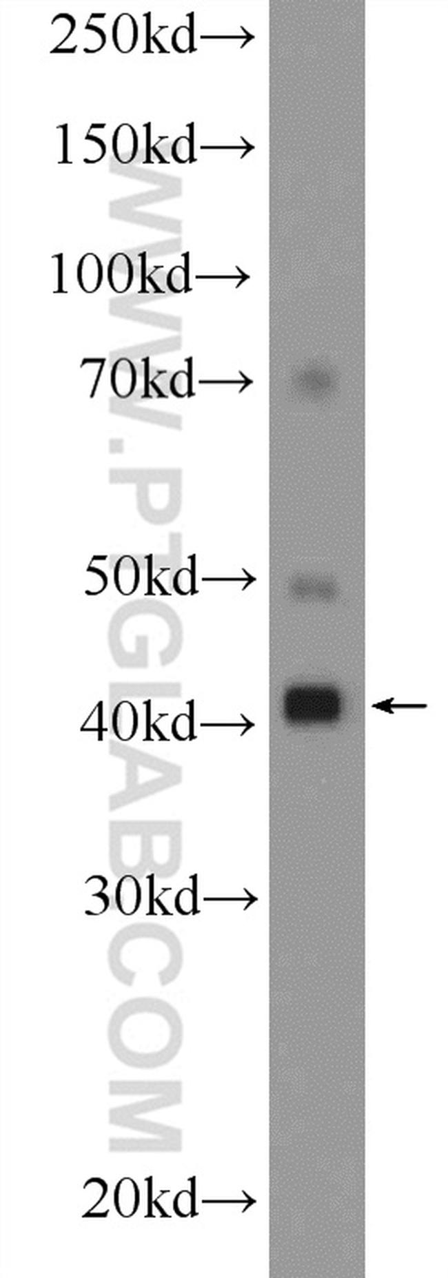 RAE1 Antibody in Western Blot (WB)