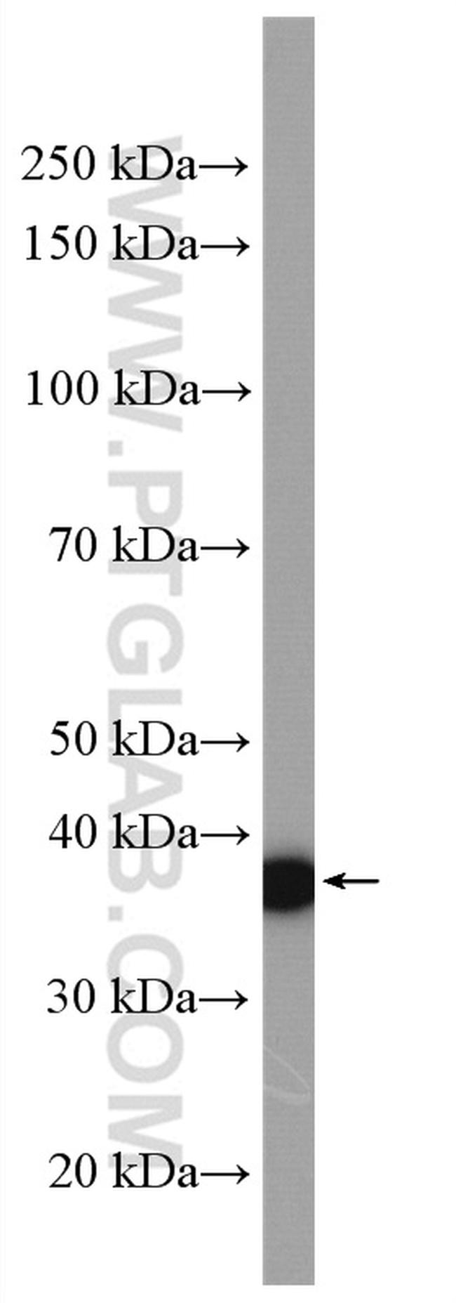 SPON2 Antibody in Western Blot (WB)