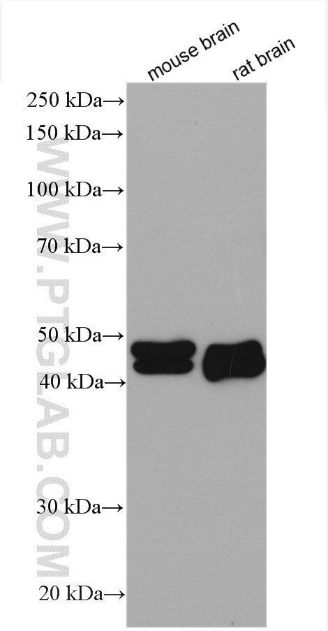 RUNDC3A Antibody in Western Blot (WB)