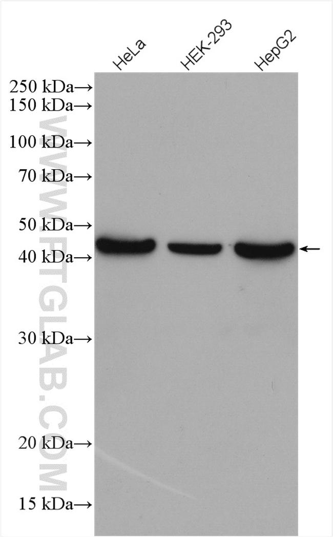 beta Actin Antibody in Western Blot (WB)