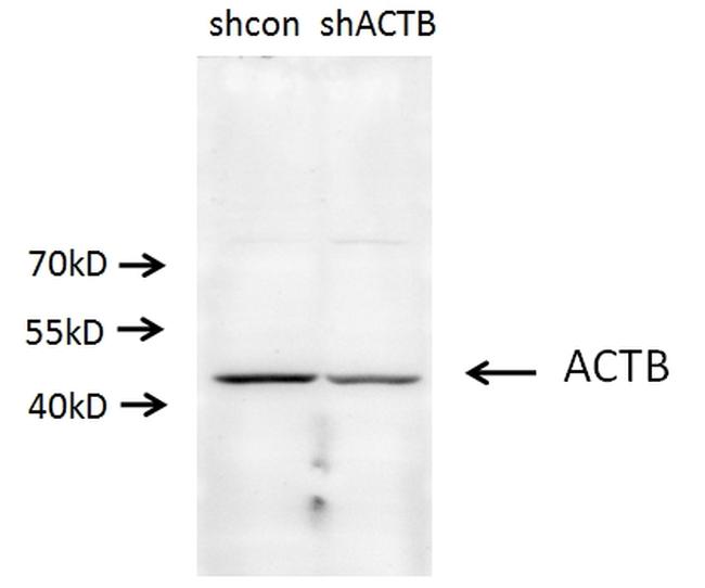 beta Actin Antibody in Western Blot (WB)