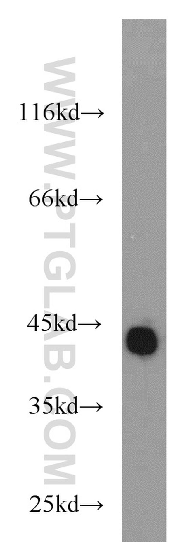 beta Actin Antibody in Western Blot (WB)