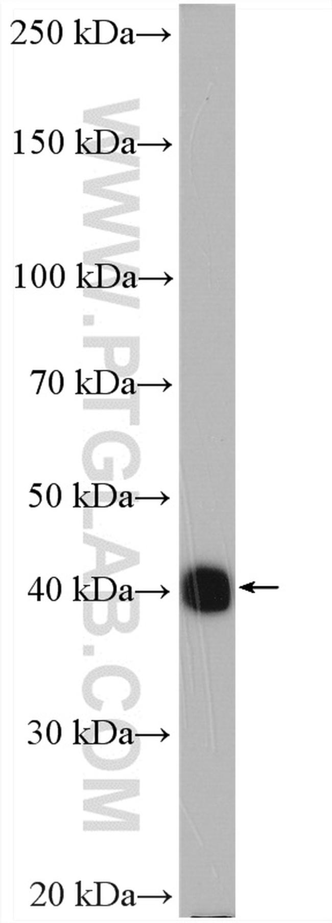 beta Actin Antibody in Western Blot (WB)