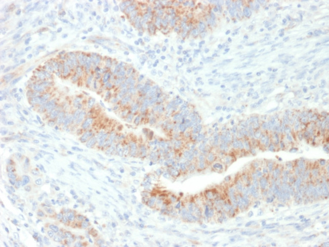 Erythropoietin (EPO) Antibody in Immunohistochemistry (Paraffin) (IHC (P))