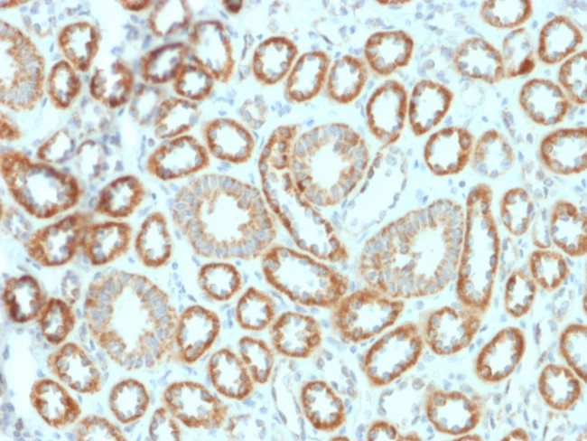 Erythropoietin (EPO) Antibody in Immunohistochemistry (Paraffin) (IHC (P))