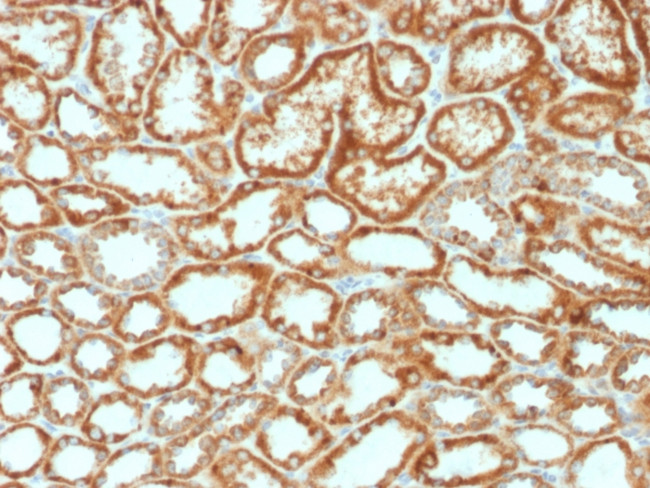 Erythropoietin (EPO) Antibody in Immunohistochemistry (Paraffin) (IHC (P))