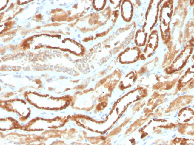 Erythropoietin (EPO) Antibody in Immunohistochemistry (Paraffin) (IHC (P))