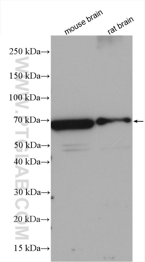 STXBP1 Antibody in Western Blot (WB)