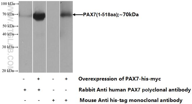 PAX7 Antibody in Western Blot (WB)