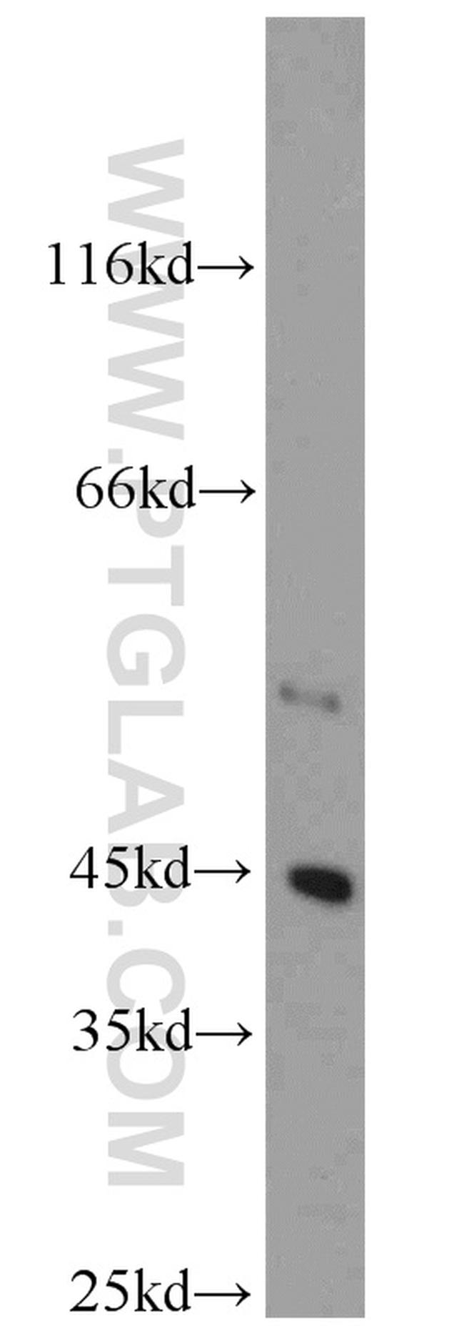 DOC2B Antibody in Western Blot (WB)