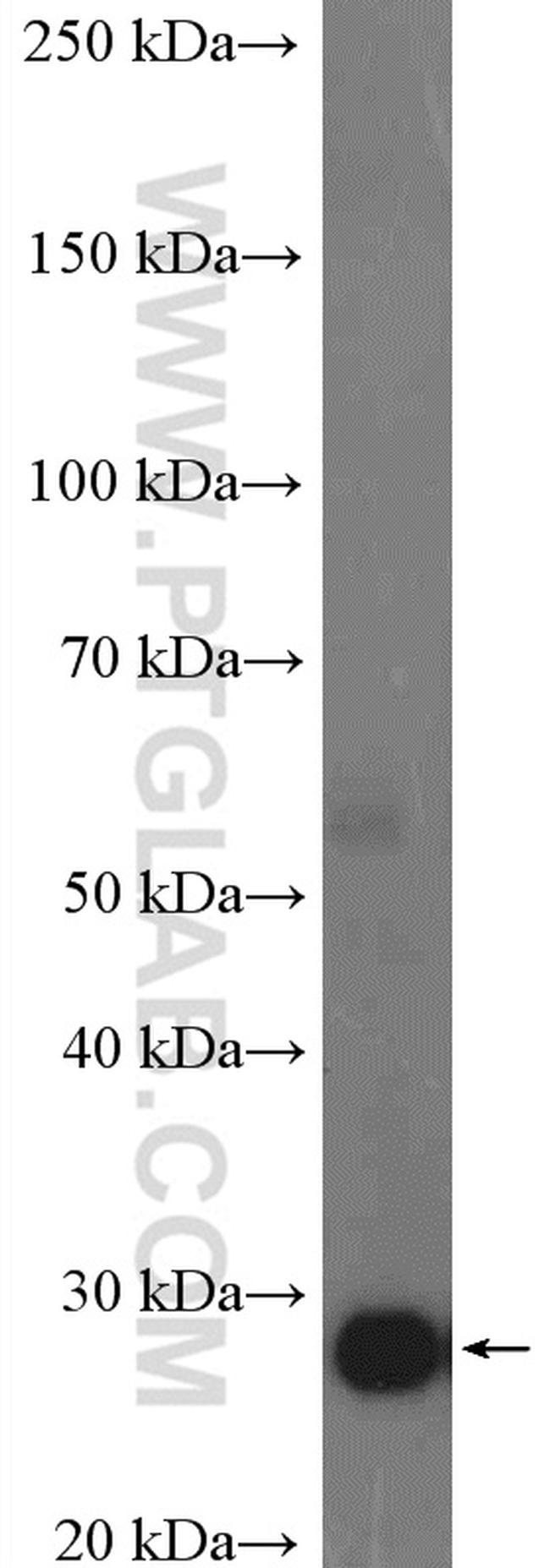 CD9 Antibody in Western Blot (WB)