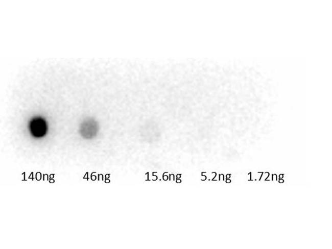 Guinea Pig Serum Antibody in Dot Blot (DB)