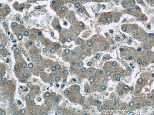 SLC37A4 Antibody in Immunohistochemistry (Paraffin) (IHC (P))