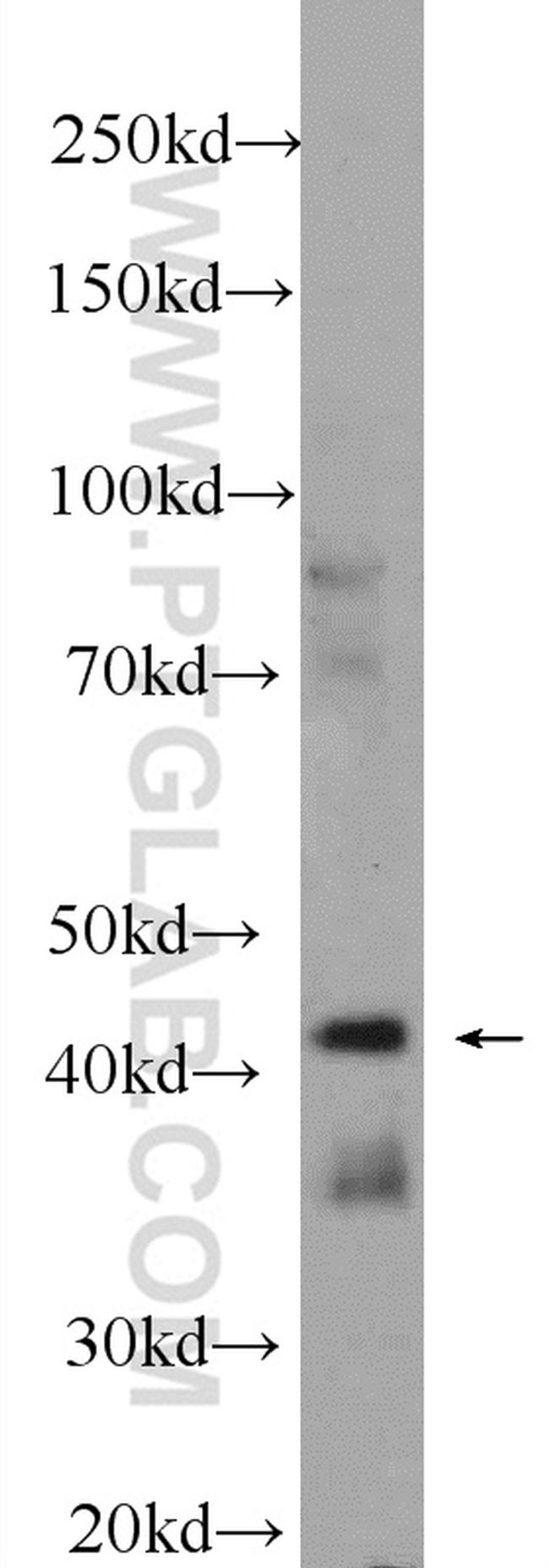 IIP45 Antibody in Western Blot (WB)
